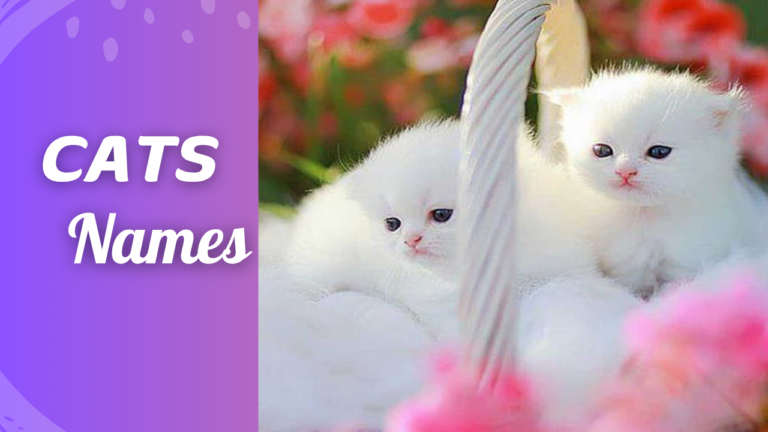 cat names